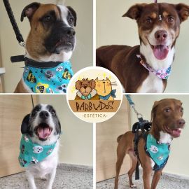 SERVICIO DE ESTETICA CANINA Y FELINA
