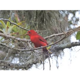 Avistamiento de Aves