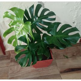 Plantas
