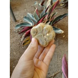 jabones para perritos y gaticos