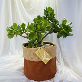 Jade en Portamatera de Tela.