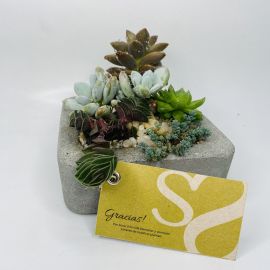 Jardín Contenido Kin