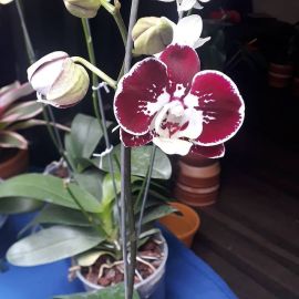 Orquídeas