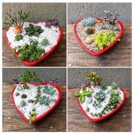 Jardines de suculentas